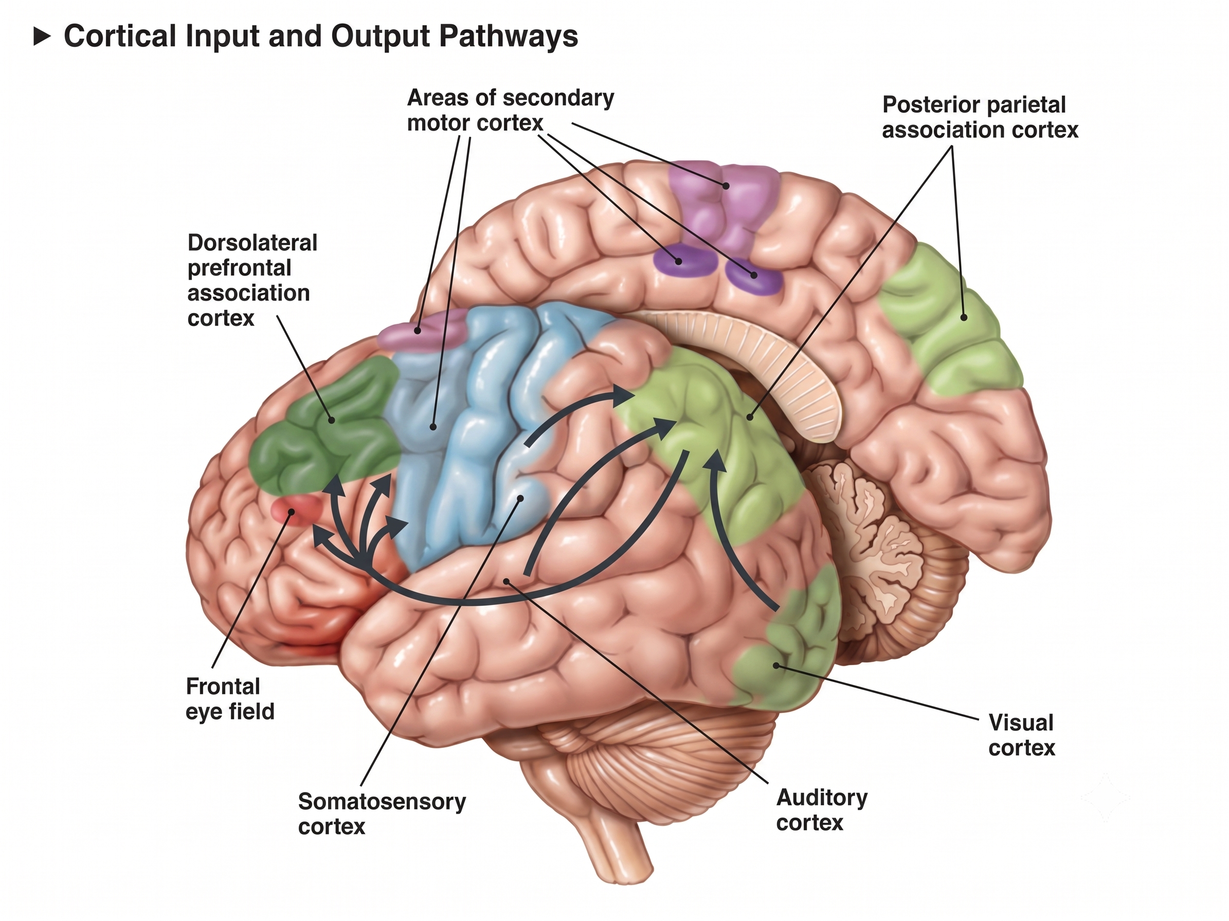 The posterior parietal lobe