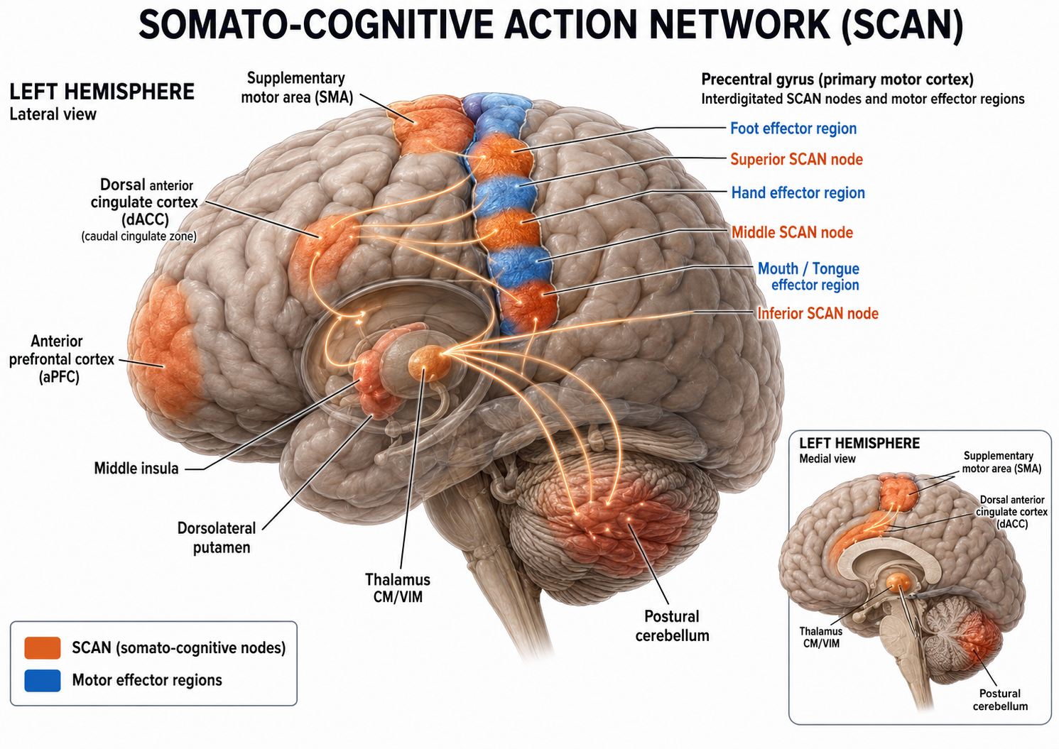 Diagram of the somato-cognitive action network