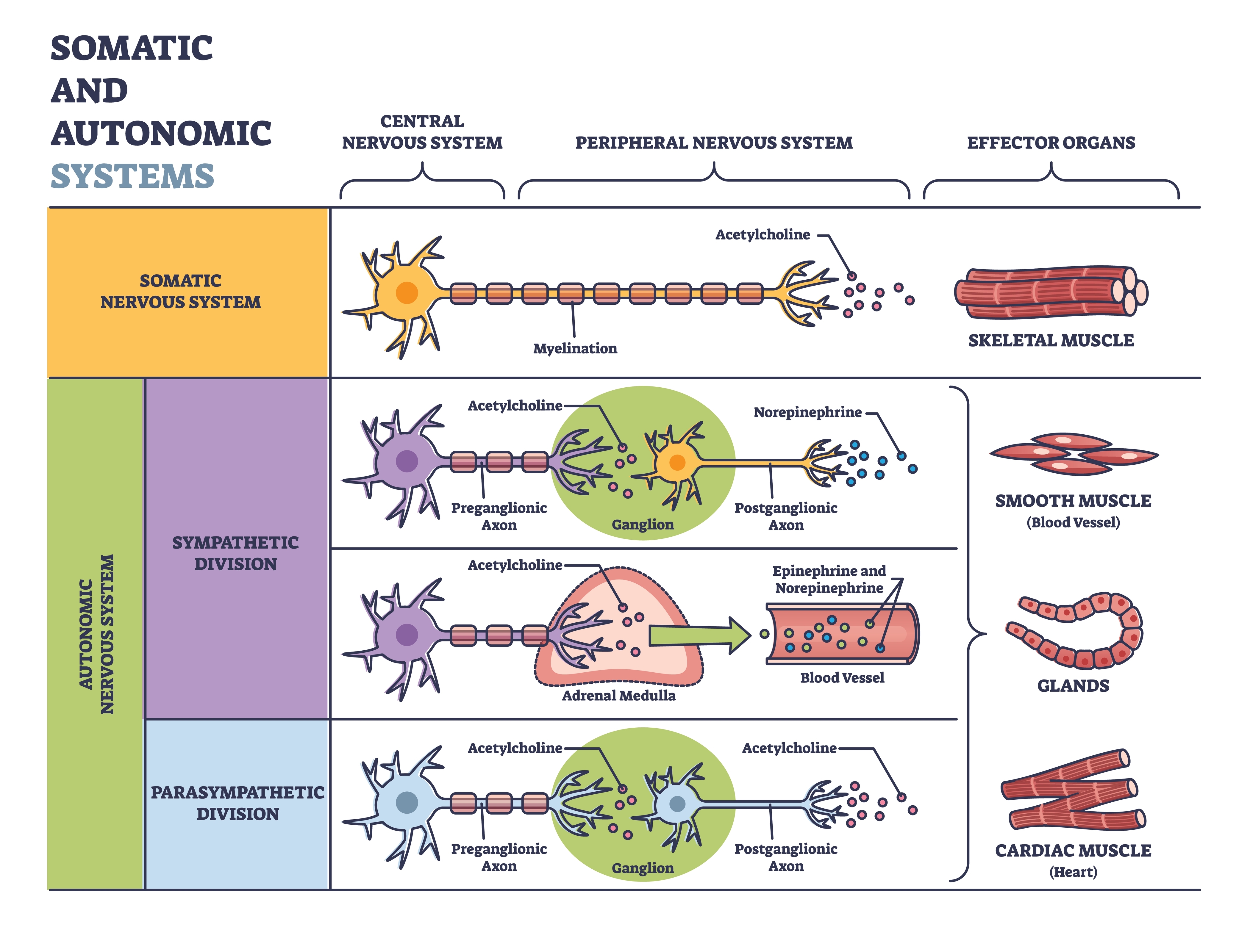 Autonomic nervous system organization