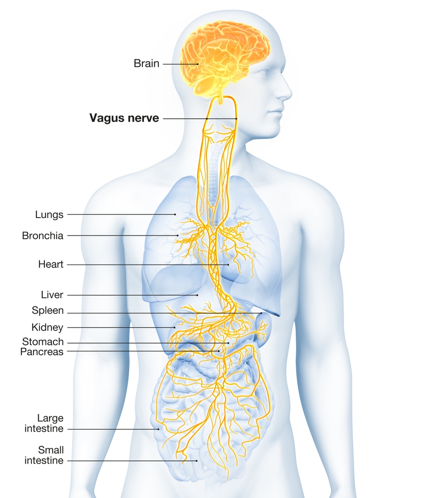 Vagus nerve anatomy