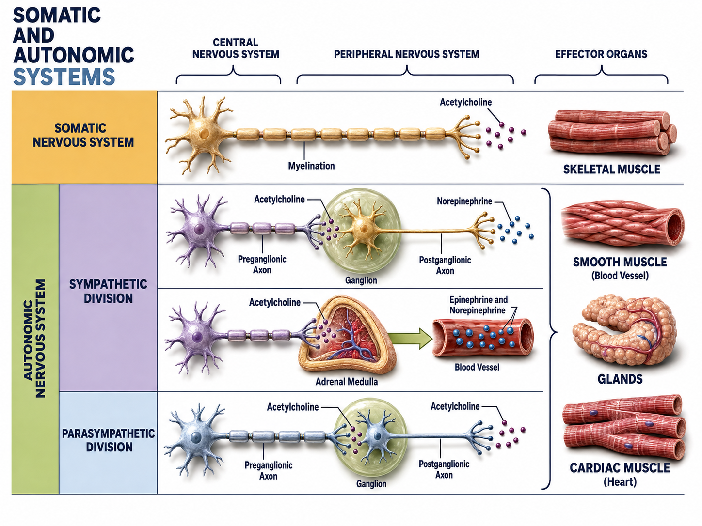 Autonomic nervous system organization