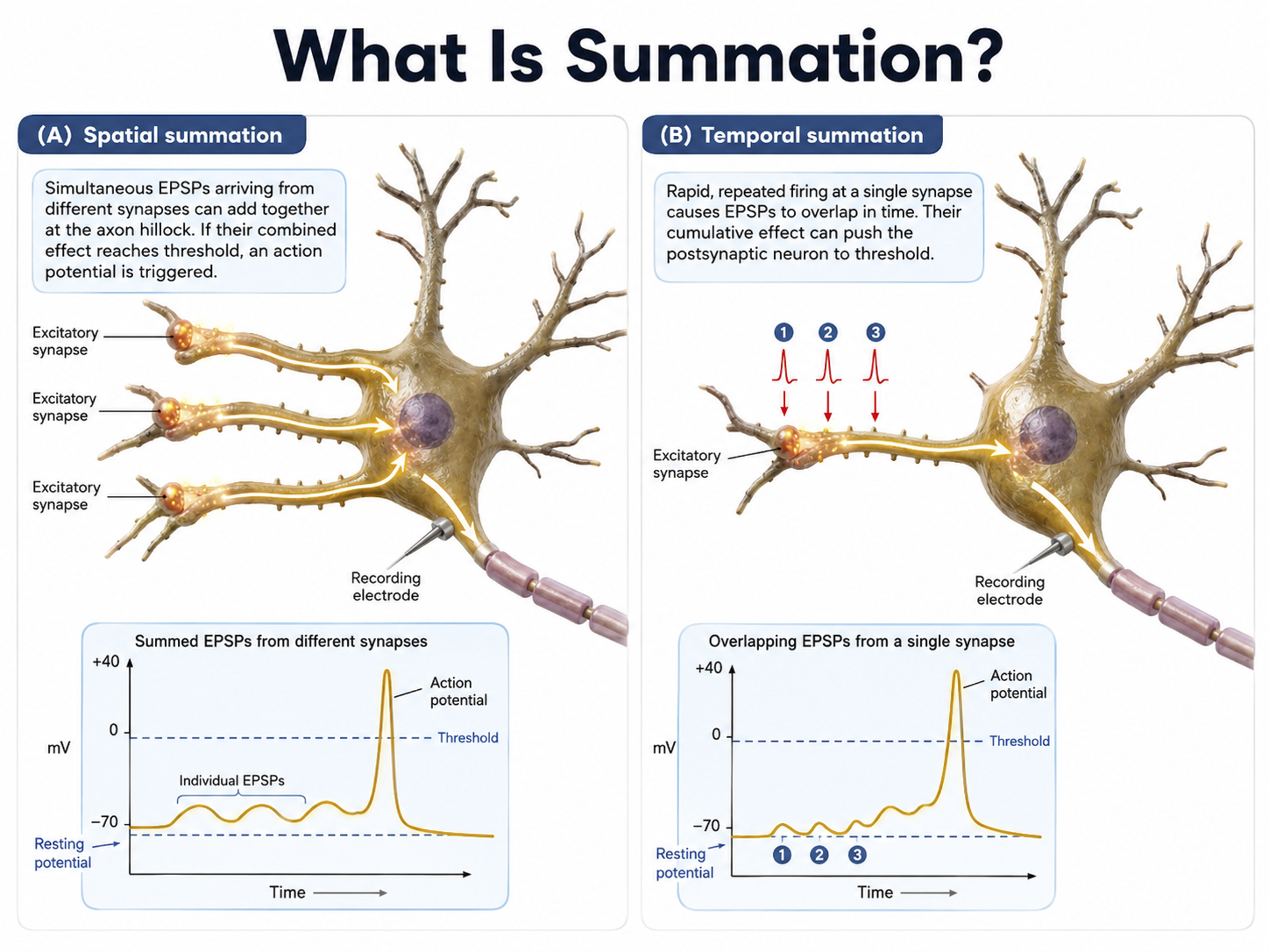 Spatial and temporal summation of postsynaptic potentials