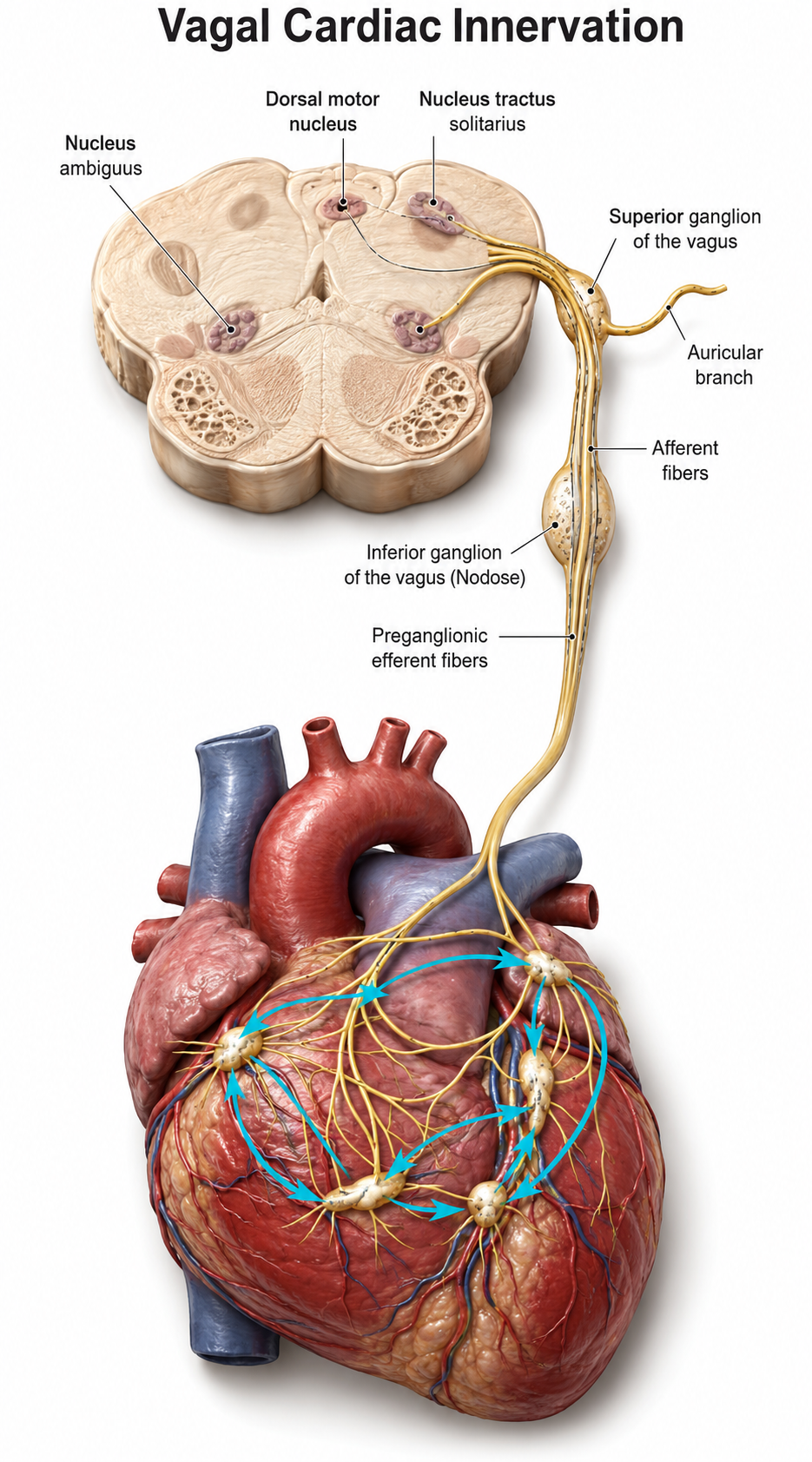 Vagus nerve anatomy